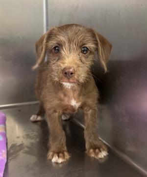 Capri, Terrier Mix, puppy, available for adoption