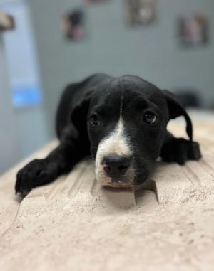 Brandon, Pit Bull Terrier Mix, puppy, available for adoption