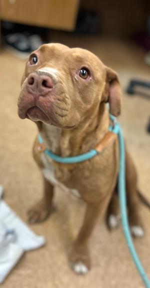 Dani, Pit Bull Terrier Mix, adult, available for adoption