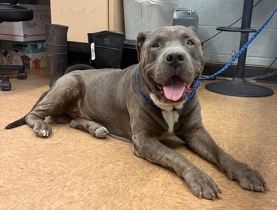Diesel, Pit Bull Terrier Mix, senior, available for adoption