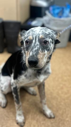 Clyde, Australian Shepherd Mix, young, available for adoption