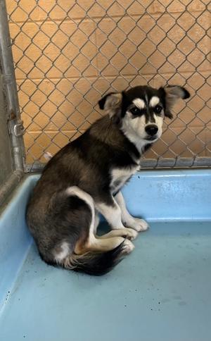 Arizona, German Shepherd Dog Mix, puppy, available for adoption
