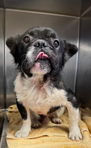 Billy, Bulldog Mix, adult, available for adoption