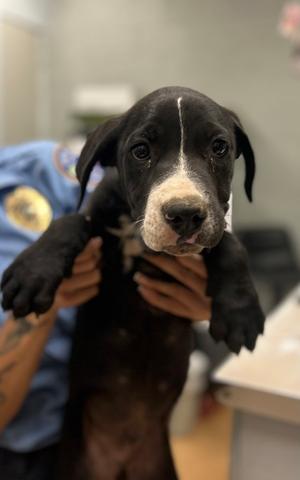 Bronson, Pit Bull Terrier Mix, puppy, available for adoption