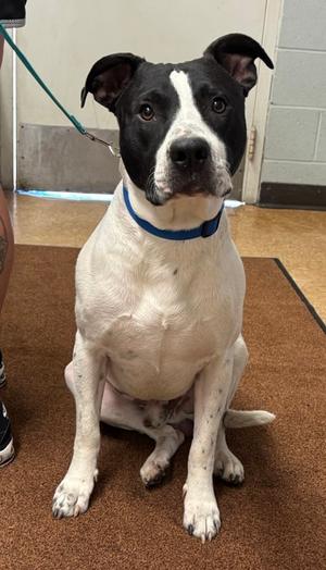 Buddy, Pit Bull Terrier Mix, adult, available for adoption