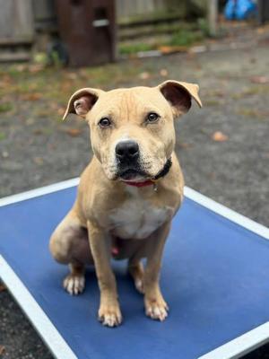Butters, Pit Bull Terrier, young, available for adoption