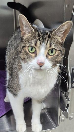 STICKY, adult, available for adoption