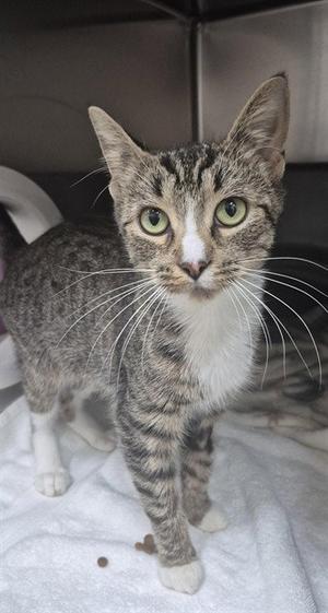 A gray tabby cat with white paws and a white chest, standing on a white towel. The cat has green eyes and is looking directly at the camera. There are a few pieces of kibble on the towel in front of the cat.