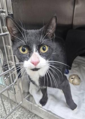 A black and white cat with yellow eyes and a pink nose, sitting in a cage.