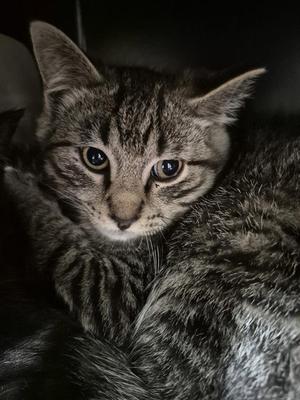 CAMPER, young, available for adoption