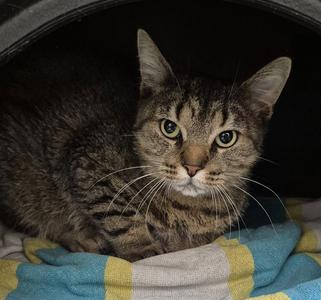 GNOCCI, adult, available for adoption