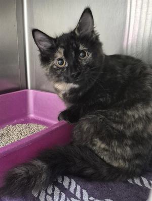 SASHA, young, available for adoption