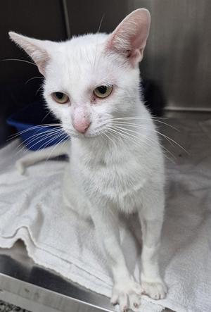CASHEW, adult, available for adoption