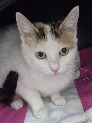 PIKA, adult, available for adoption