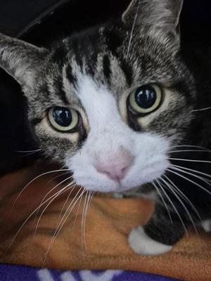 BUDDY, senior, available for adoption