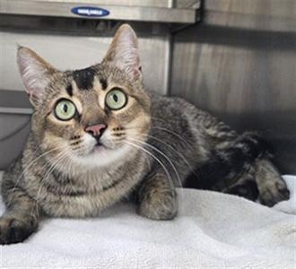 VESPER, adult, available for adoption