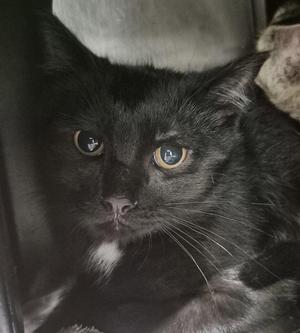 A black cat with yellow eyes and white whiskers is looking directly at the camera. The cat has a white patch on its chest and is resting in a dark environment.