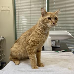 A ginger cat sitting on a white towel on a table in a veterinary clinic.