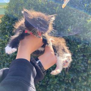 A fluffy black and white kitten being held in someone's hands, with green foliage in the background.