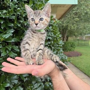 Dahlia, kitten, available for adoption