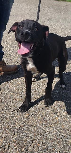 229-26 Mitch(cell program), Labrador Retriever, puppy, available for adoption