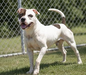 094-26 Spillman, American Pit Bull Terrier, adult, available for adoption