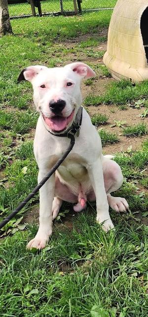 196-26 SCOOTER (cell dog), American Pit Bull Terrier, young, available for adoption