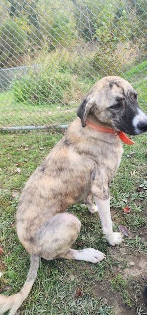 A brindle-colored dog with a white muzzle and paws, wearing an orange collar, sitting on grass near a chain-link fence.
