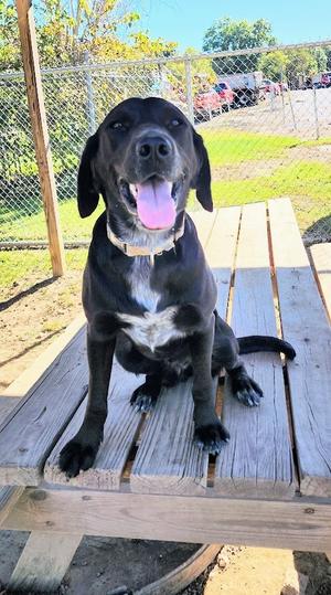 242-26 BOOT, Labrador Retriever, young, available for adoption