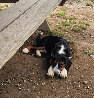 237-26 ASH(black collar), Australian Shepherd, puppy, available for adoption