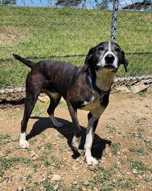 186-26 TAHOE (FRED), Hound (Unknown Type), adult, available for adoption