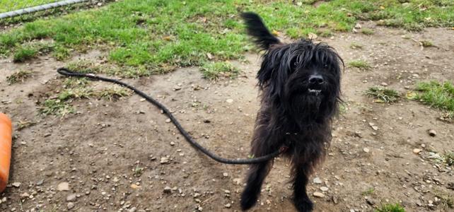 256-26 MARCO, Terrier (Unknown Type, Medium), young, available for adoption