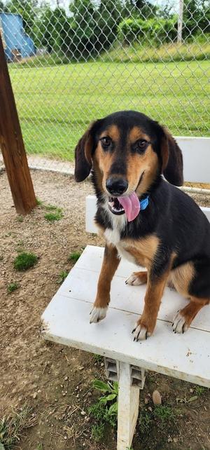 156-26 LUKE (cell program), Border Collie, young, available for adoption