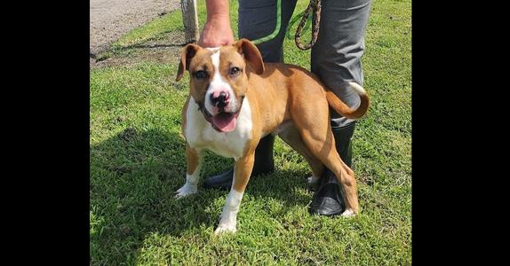 194-26 Frankie (cell dog), Boxer, puppy, available for adoption