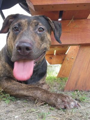 215-26 Darla, Rottweiler / Mastiff, adult, available for adoption