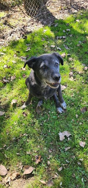 197-26 Ozzy, Mixed Breed, adult, available for adoption