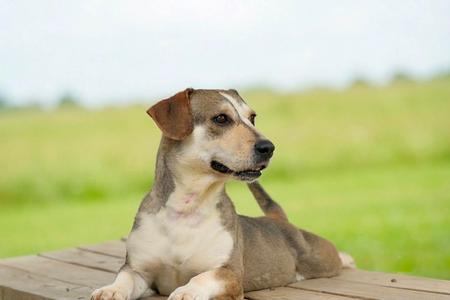A brown and white dog lying on a wooden surface with a green field in the background.
