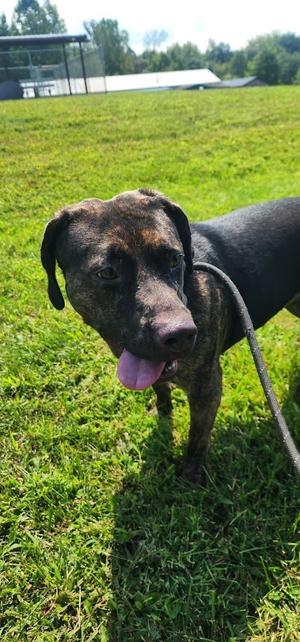 216-26 Nala, Rottweiler / Mastiff, adult, available for adoption