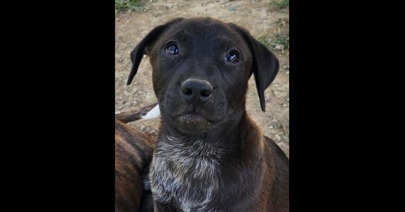 203-26 ROCKY, Mixed Breed, puppy, available for adoption
