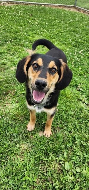 157-26 DUKE (Cell Program), Border Collie, young, available for adoption