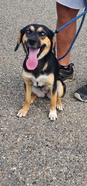 A black and tan dog with blue eyes sitting on a gravel surface, wearing a blue leash and looking up with its tongue out.