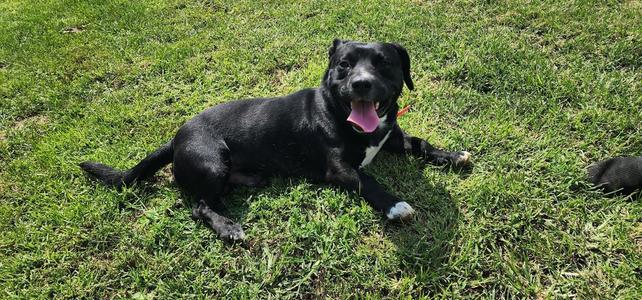 217-26 ROLO, Labrador Retriever / Corgi, young, available for adoption