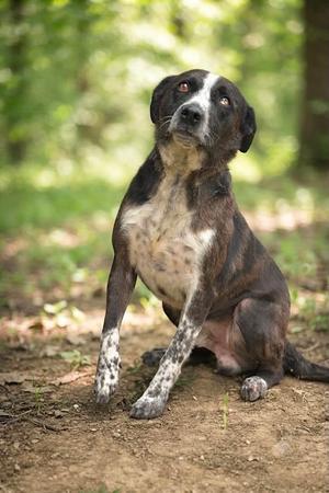 A brindle and white dog sitting on the ground in a forested area.