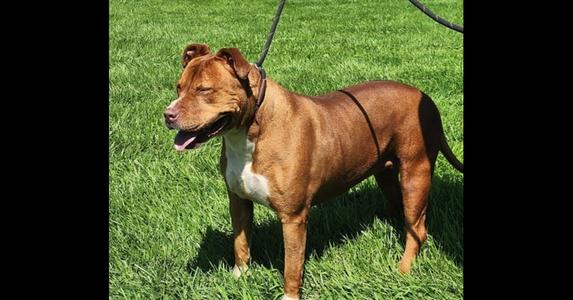 198-26 Dixie, Pit Bull Terrier, adult, available for adoption