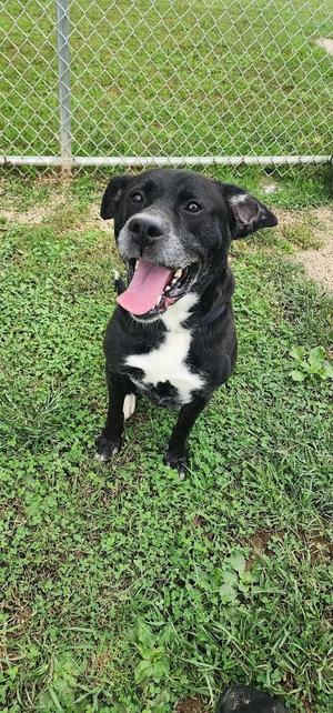 254-26 CROW, Mixed Breed, adult, available for adoption
