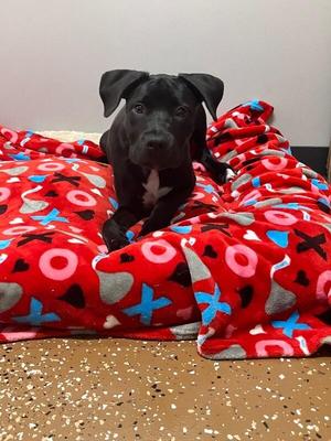 King, Black Labrador Retriever / Pit Bull Terrier, young, available for adoption