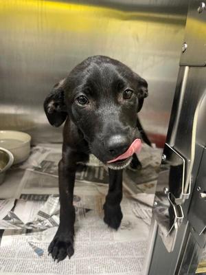 Allie, Labrador Retriever / Mixed Breed, young, available for adoption