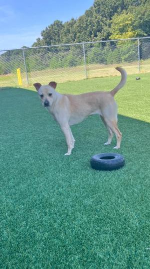 A light-colored dog standing on green artificial turf with a black tire nearby, in an outdoor enclosure with a chain-link fence and trees in the background.