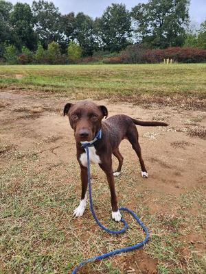 A brown dog with a white chest and paws standing on a dirt path in a grassy field, wearing a blue leash.