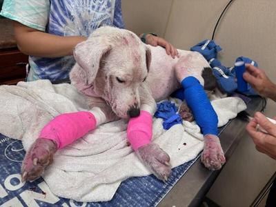 Cinderella, Pit Bull Terrier / Mixed Breed, young, available for adoption